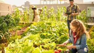 People examining produce and farming in an urban environment.