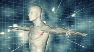 Computer-generated transparent human male showing skeleton and heard against a grid background.