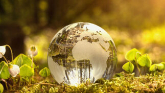 glass globe of earth resting on a forest floor.